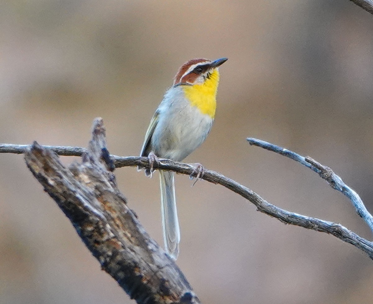 Rufous-capped Warbler - ML621219693