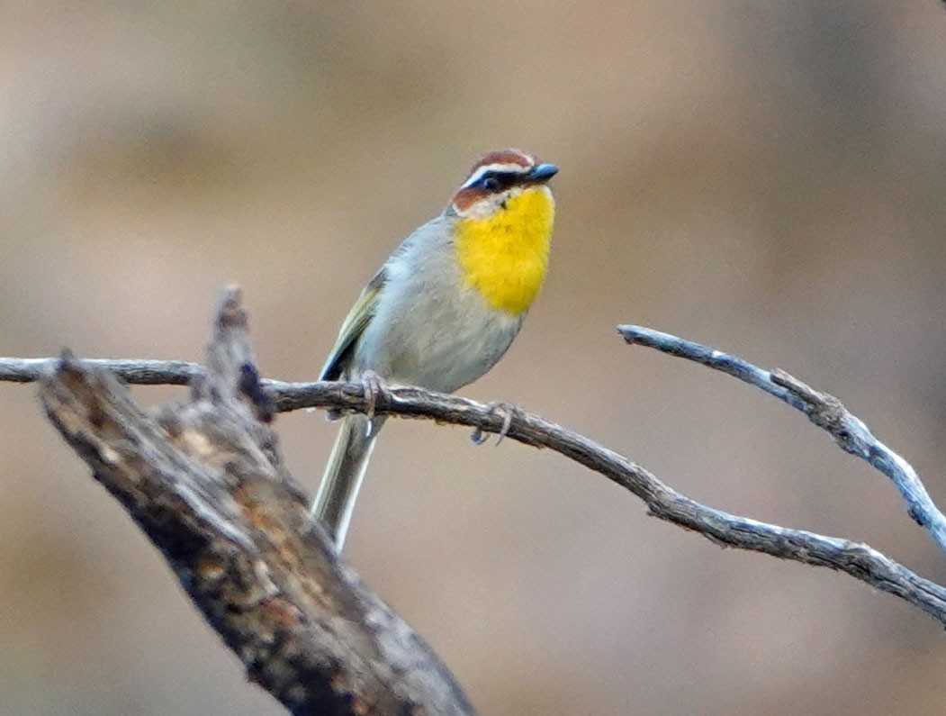 Rufous-capped Warbler - ML621219703