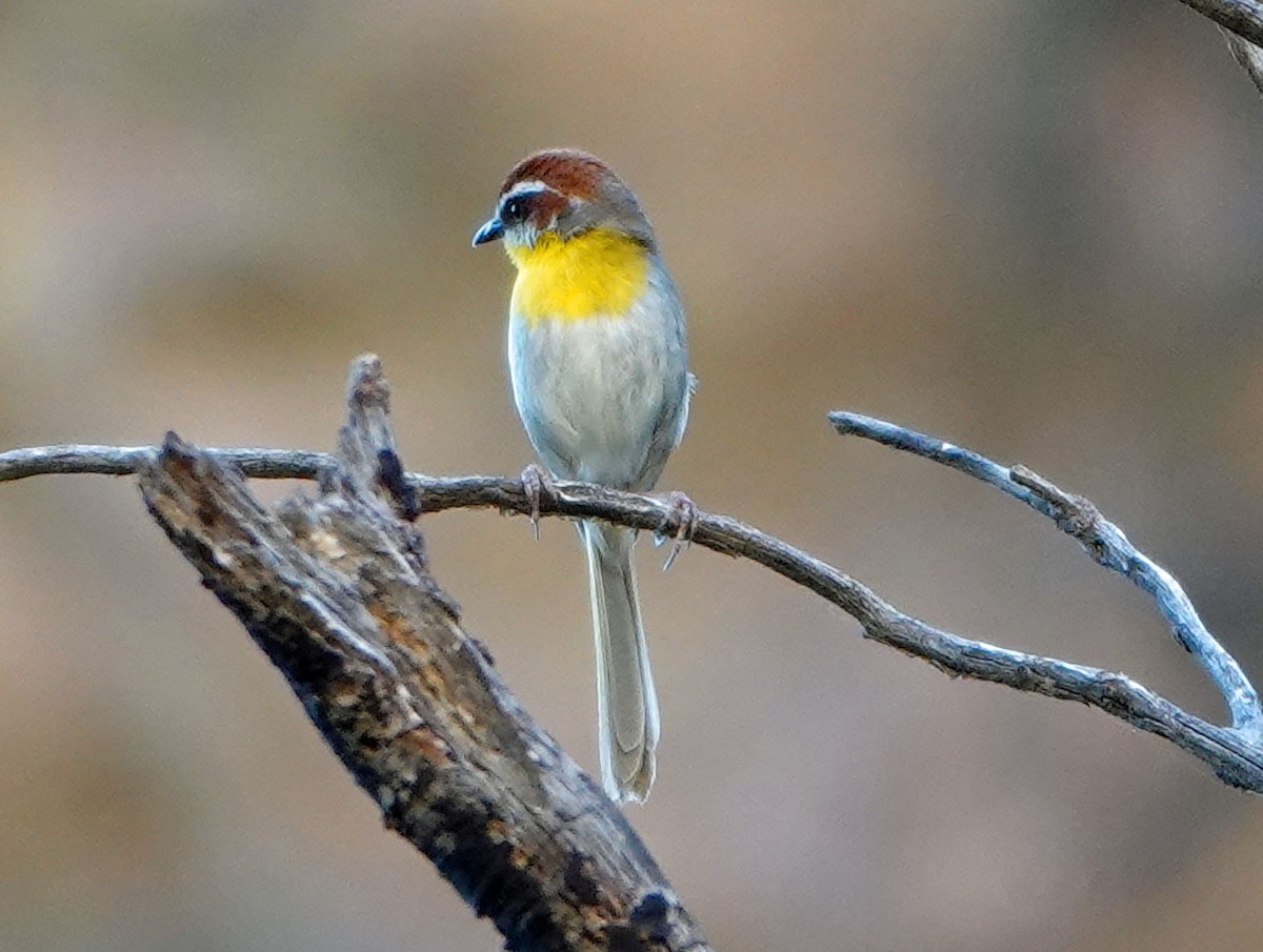 Rufous-capped Warbler - ML621219704