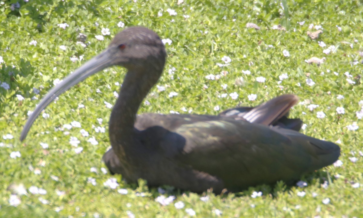 ibis americký - ML621219721