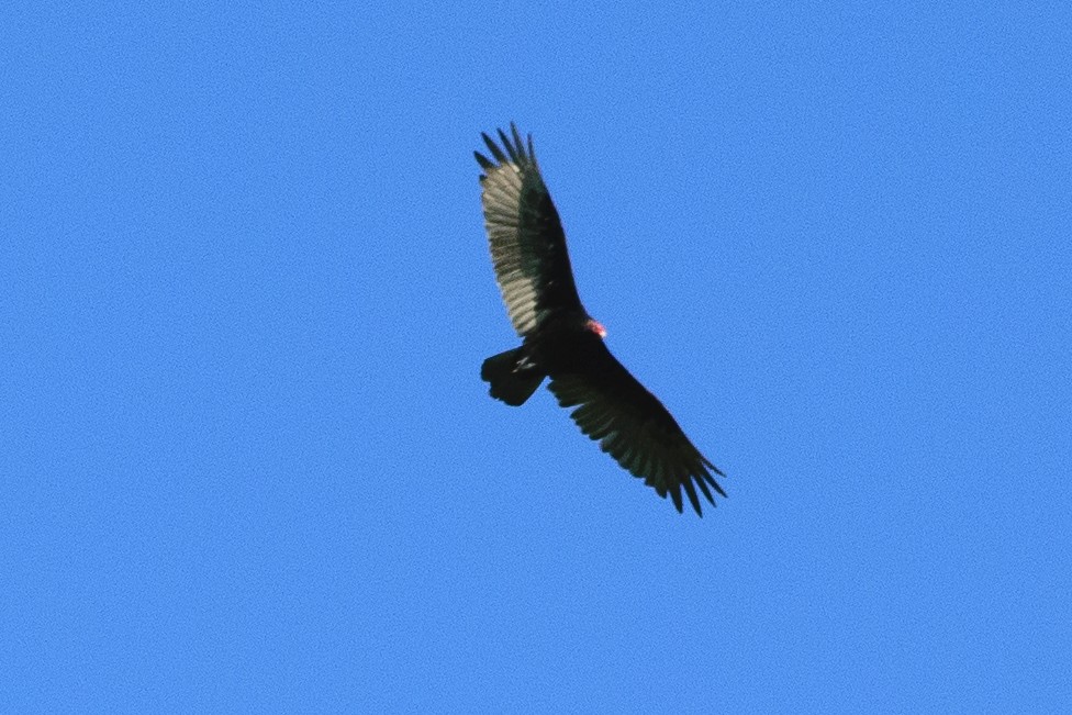 Turkey Vulture - ML621219725