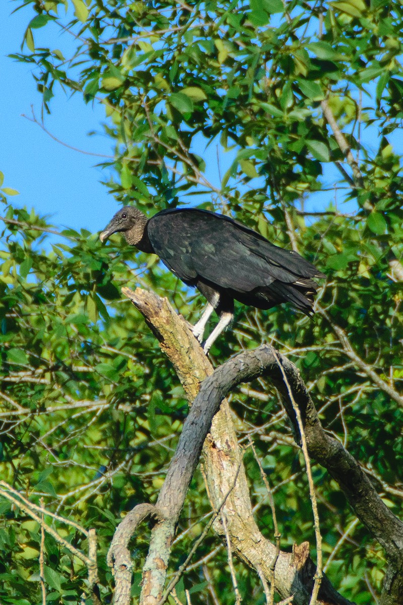 Black Vulture - ML621219736
