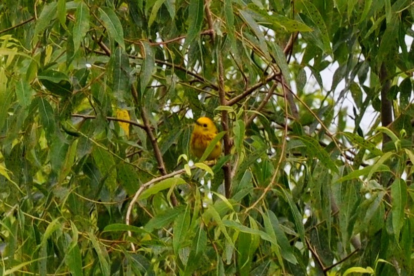 Yellow Warbler - ML621219763