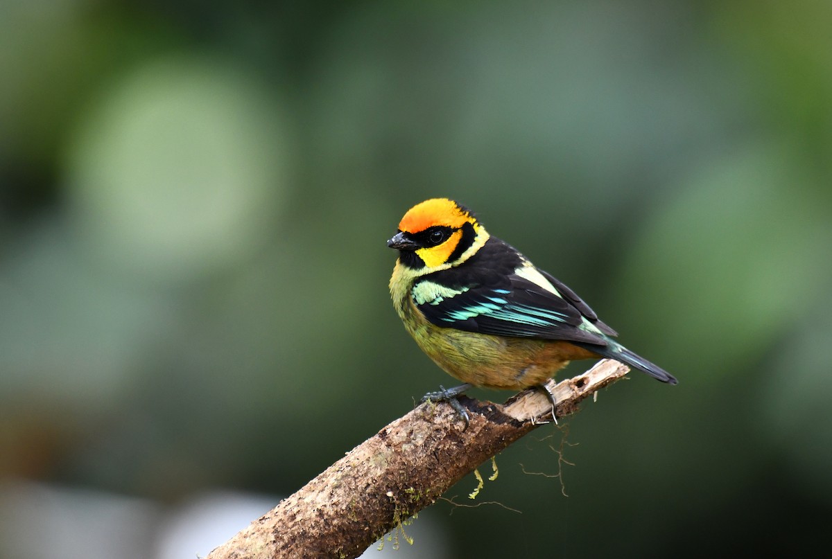Flame-faced Tanager (Yellow-faced) - ML621219810