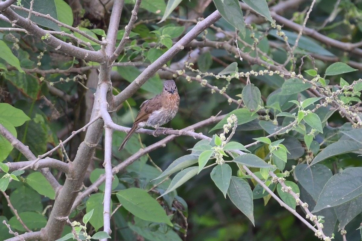 Philippine Bulbul - ML621219820