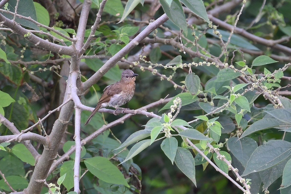 Philippine Bulbul - ML621219821