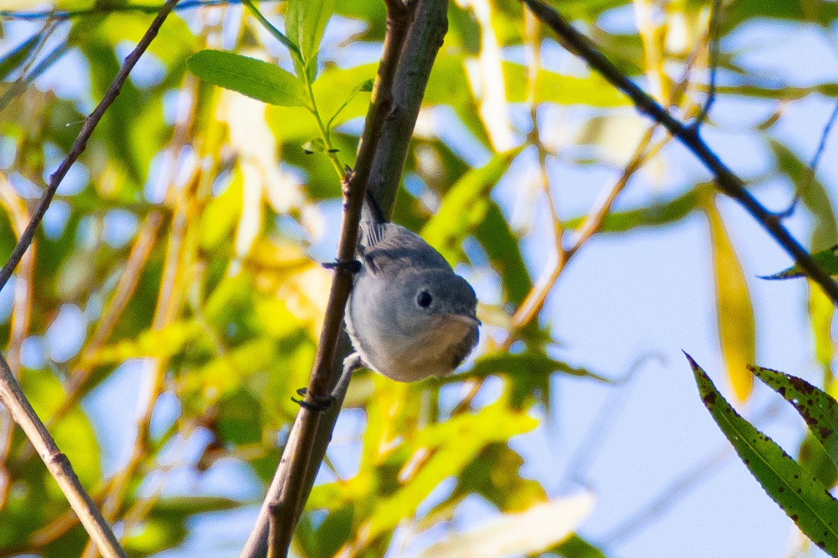 Blue-gray Gnatcatcher - ML621219882