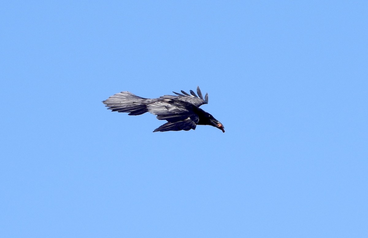 Common Raven - ML621219884