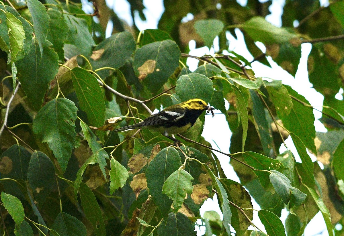 Black-throated Green Warbler - ML621219899