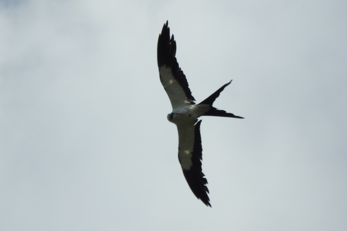 Swallow-tailed Kite - ML621219912