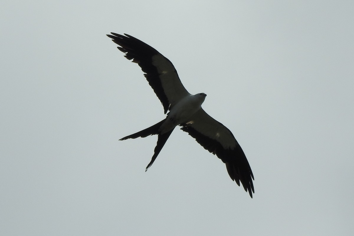 Swallow-tailed Kite - ML621219913