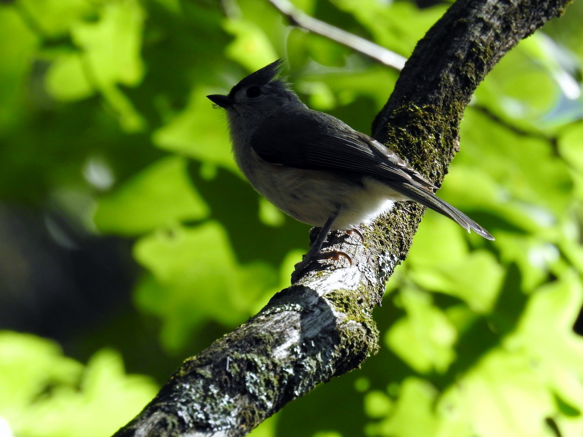 Tufted Titmouse - ML621219923