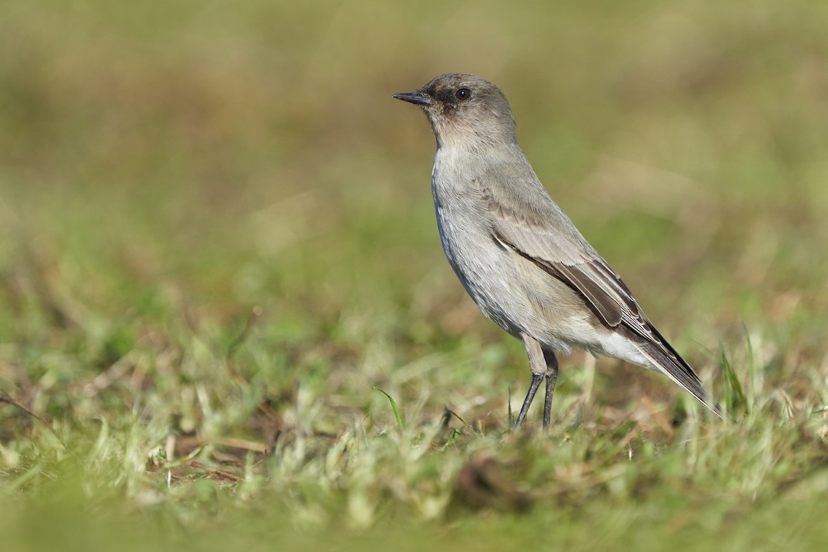 Dark-faced Ground-Tyrant - ML621219956