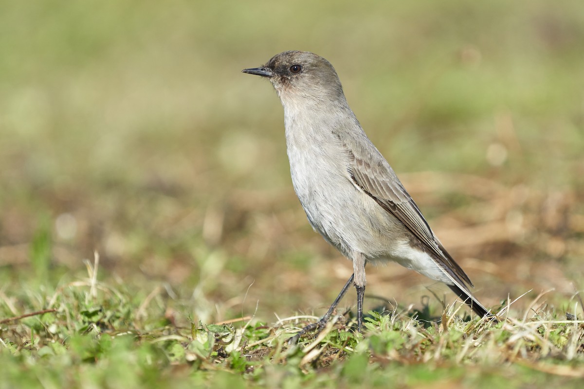 Dark-faced Ground-Tyrant - ML621219957