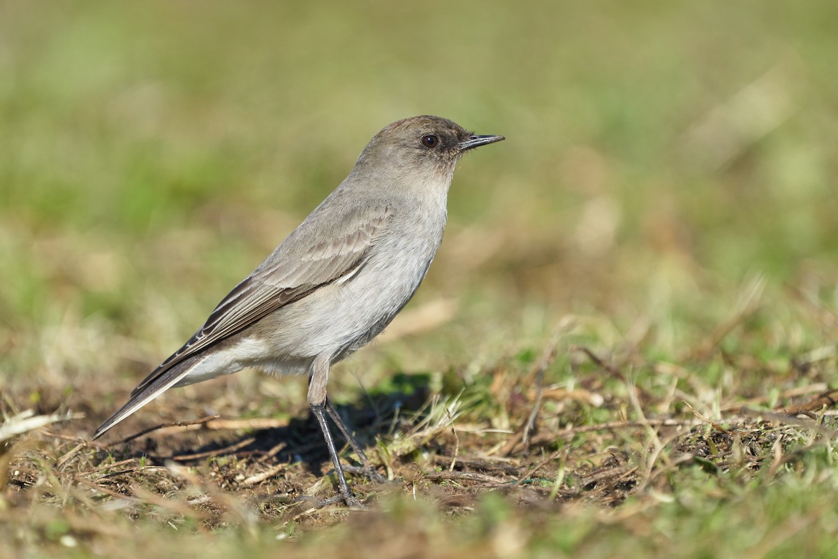 Dark-faced Ground-Tyrant - ML621219958