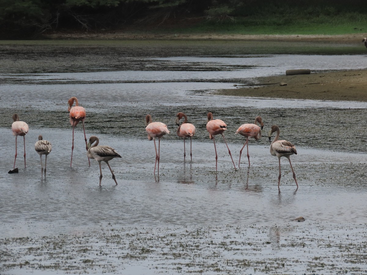 Amerika Flamingosu - ML621219992