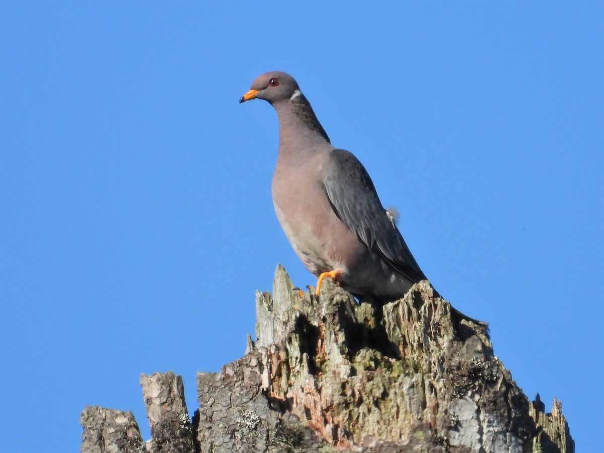 Band-tailed Pigeon - ML621220011