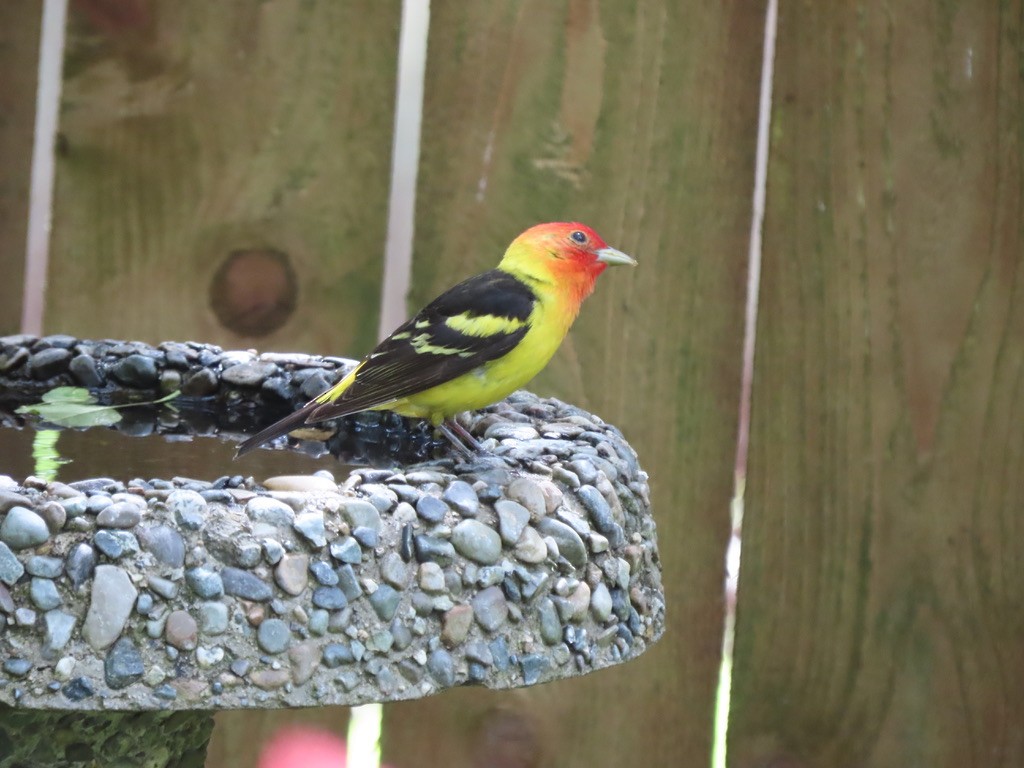 Western Tanager - ML621220019