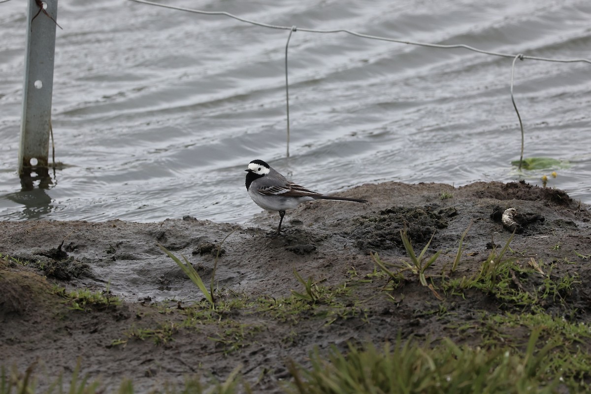 White Wagtail (White-faced) - ML621220020