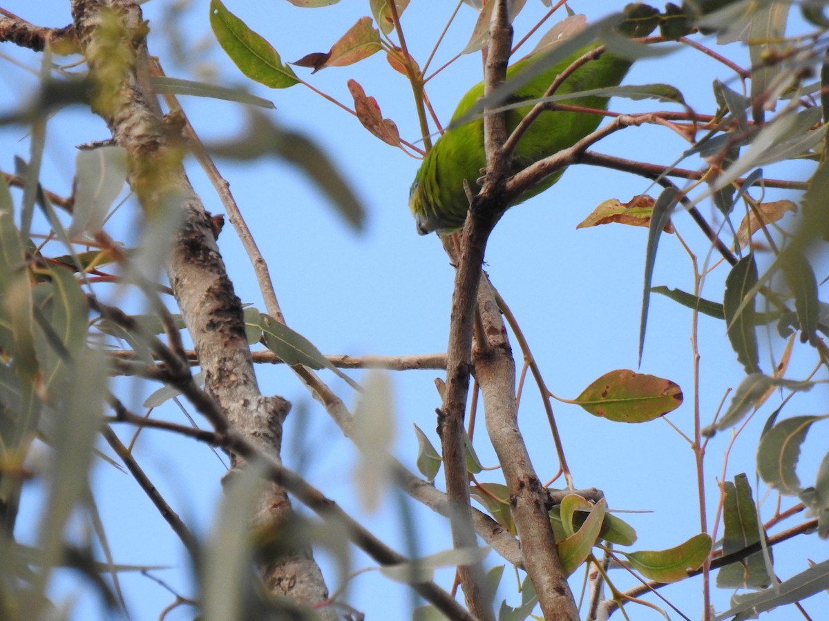 Double-eyed Fig-Parrot - ML621220069