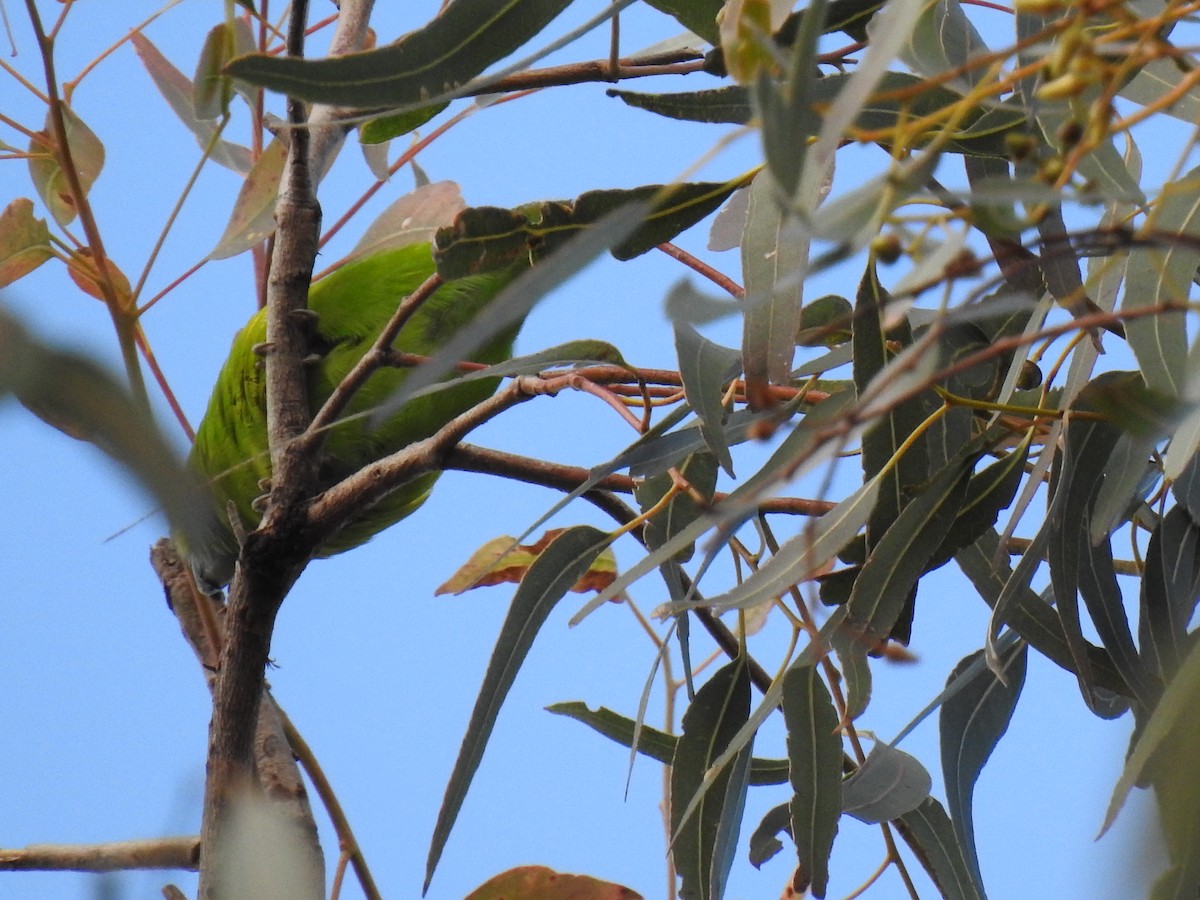 Double-eyed Fig-Parrot - ML621220070