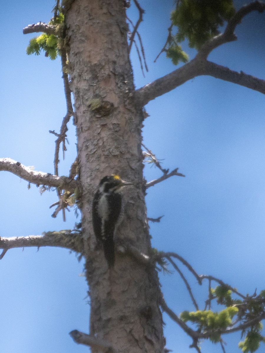 American Three-toed Woodpecker - ML621220188