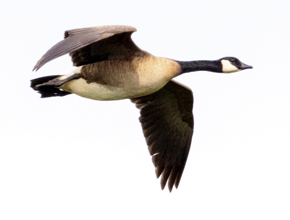 Cackling Goose (Taverner's) - ML621220196