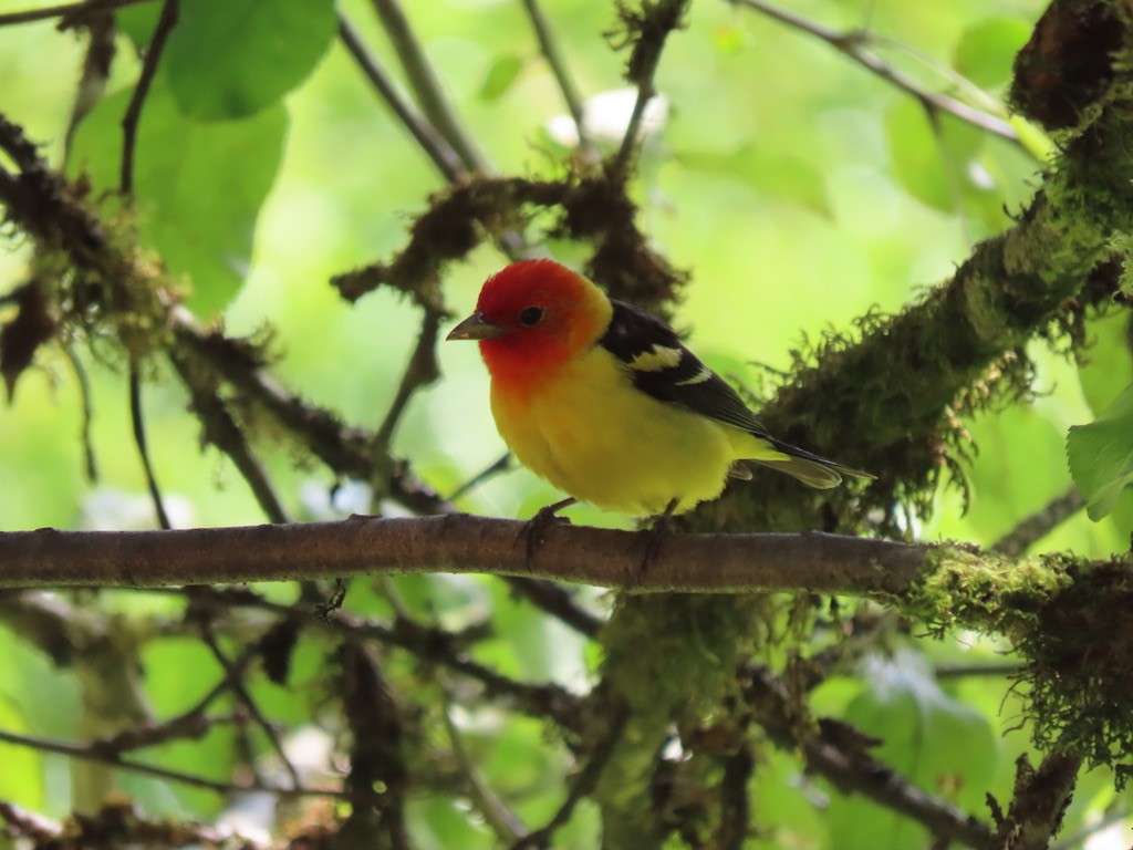 Western Tanager - ML621220206