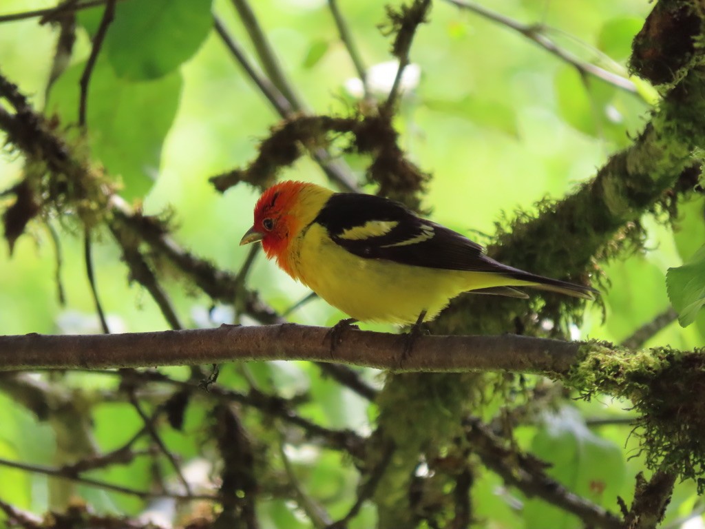Western Tanager - ML621220213