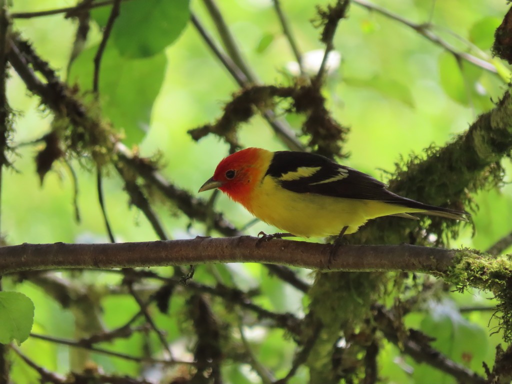 Western Tanager - ML621220216