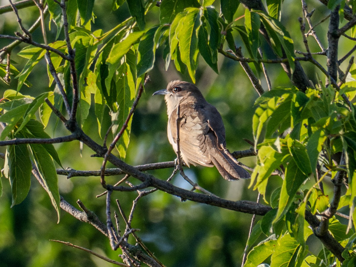 Black-billed Cuckoo - ML621220219