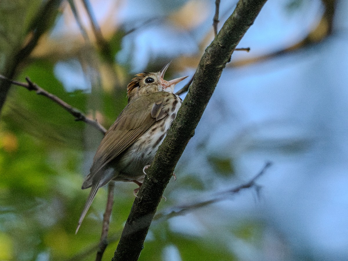 Ovenbird - ML621220229