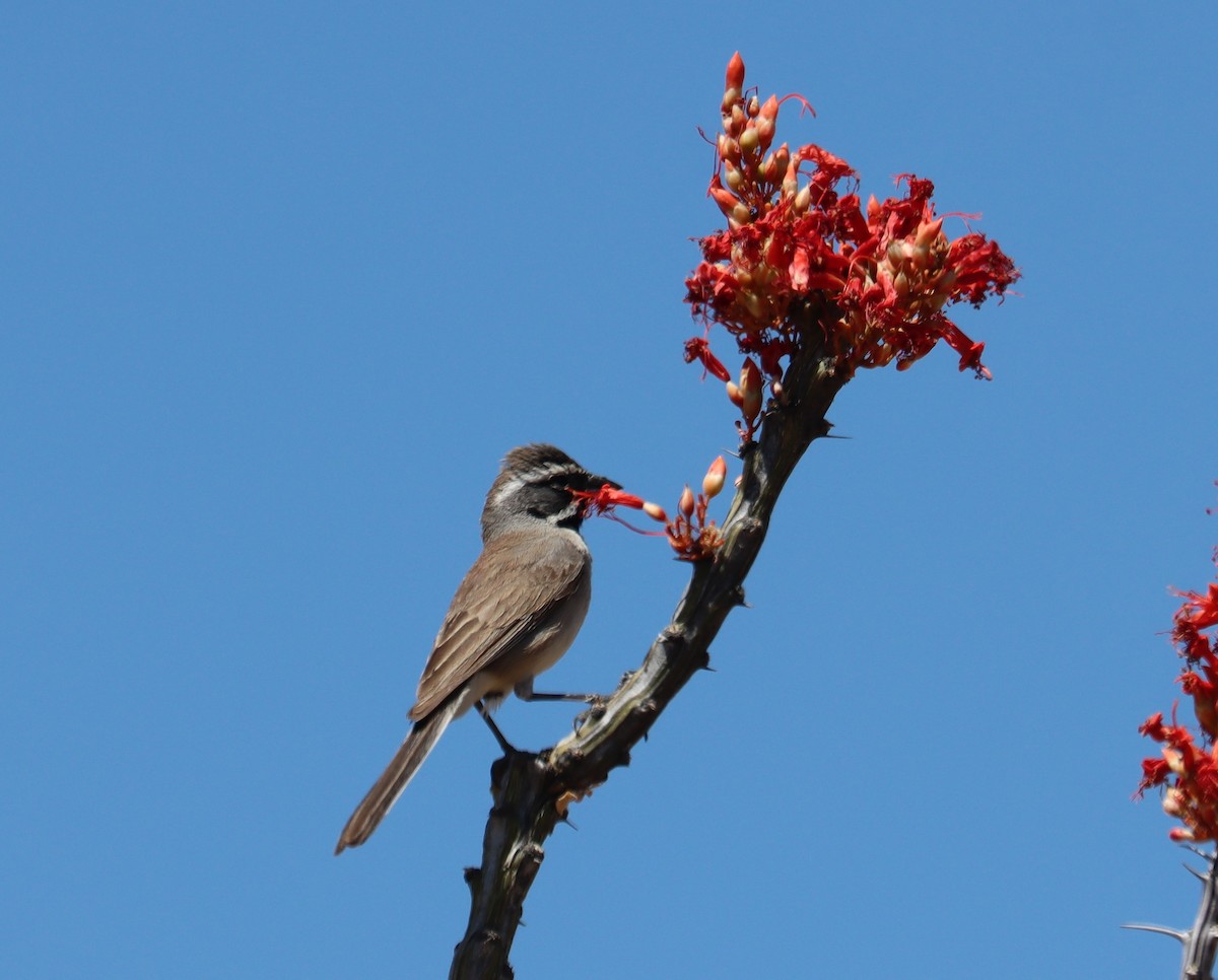 Black-throated Sparrow - ML621220268