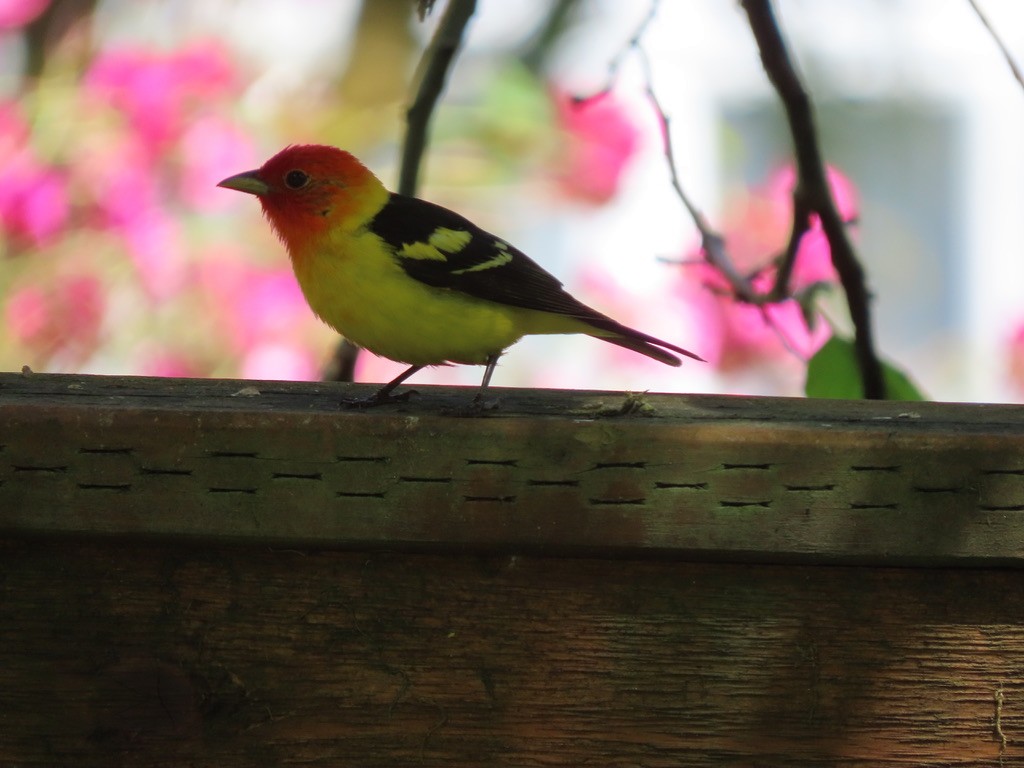 Western Tanager - ML621220269