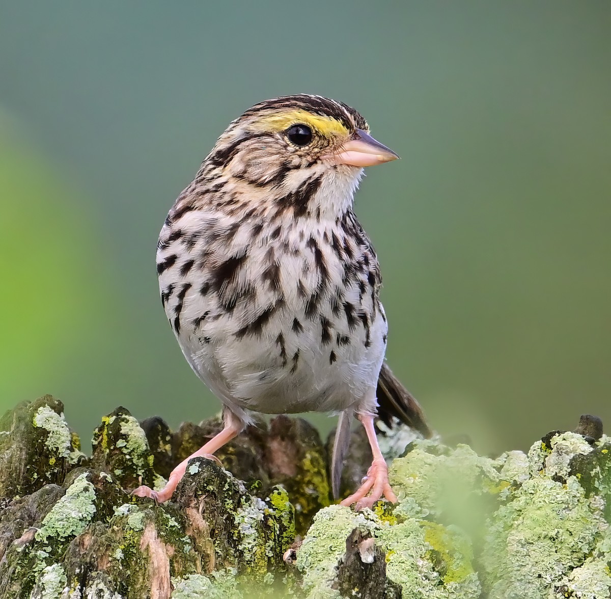 Savannah Sparrow - ML621220271