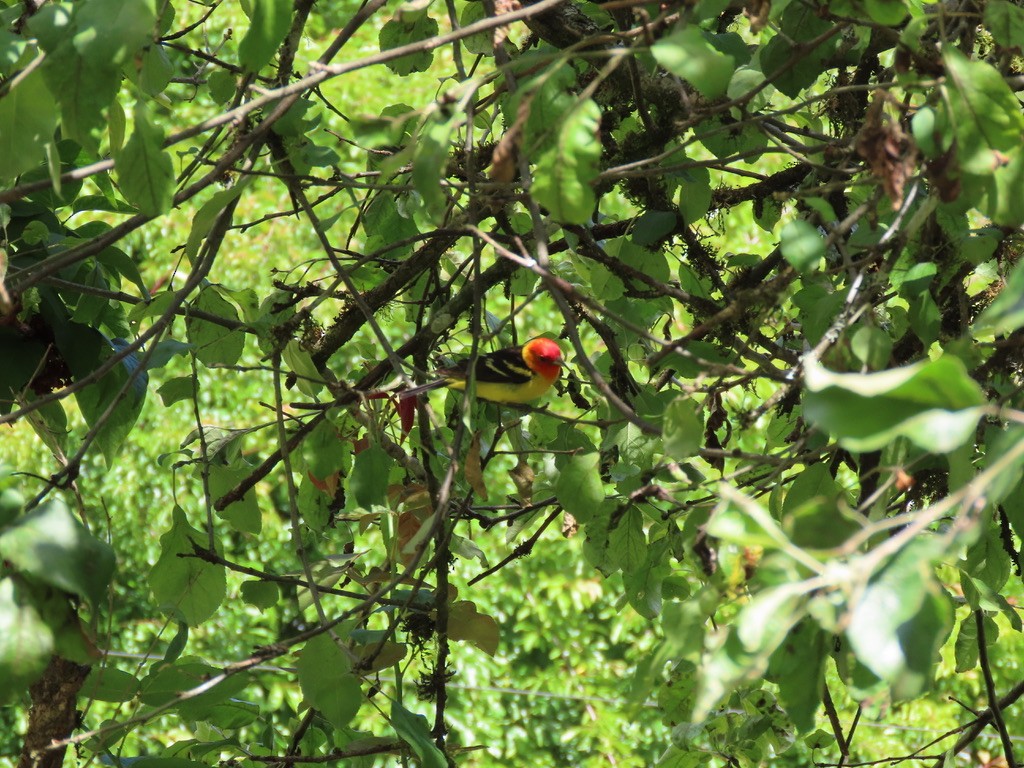 Western Tanager - ML621220272