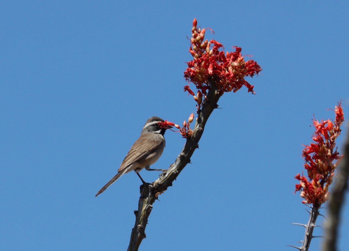 Black-throated Sparrow - ML621220275