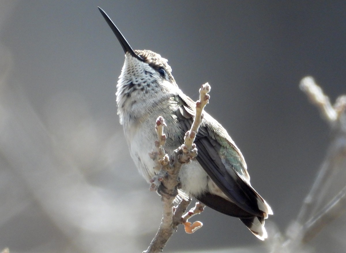 Black-chinned Hummingbird - ML621220283