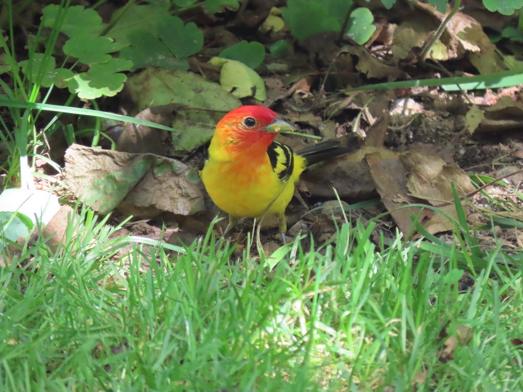 Western Tanager - ML621220284