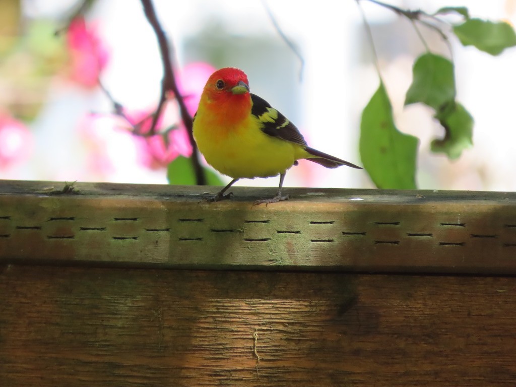 Western Tanager - ML621220289