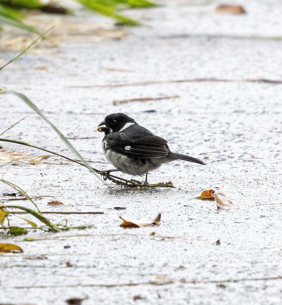 Variable Seedeater - ML621220293