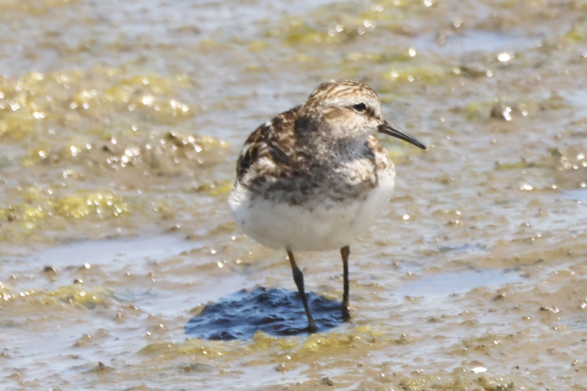 Least Sandpiper - ML621220296