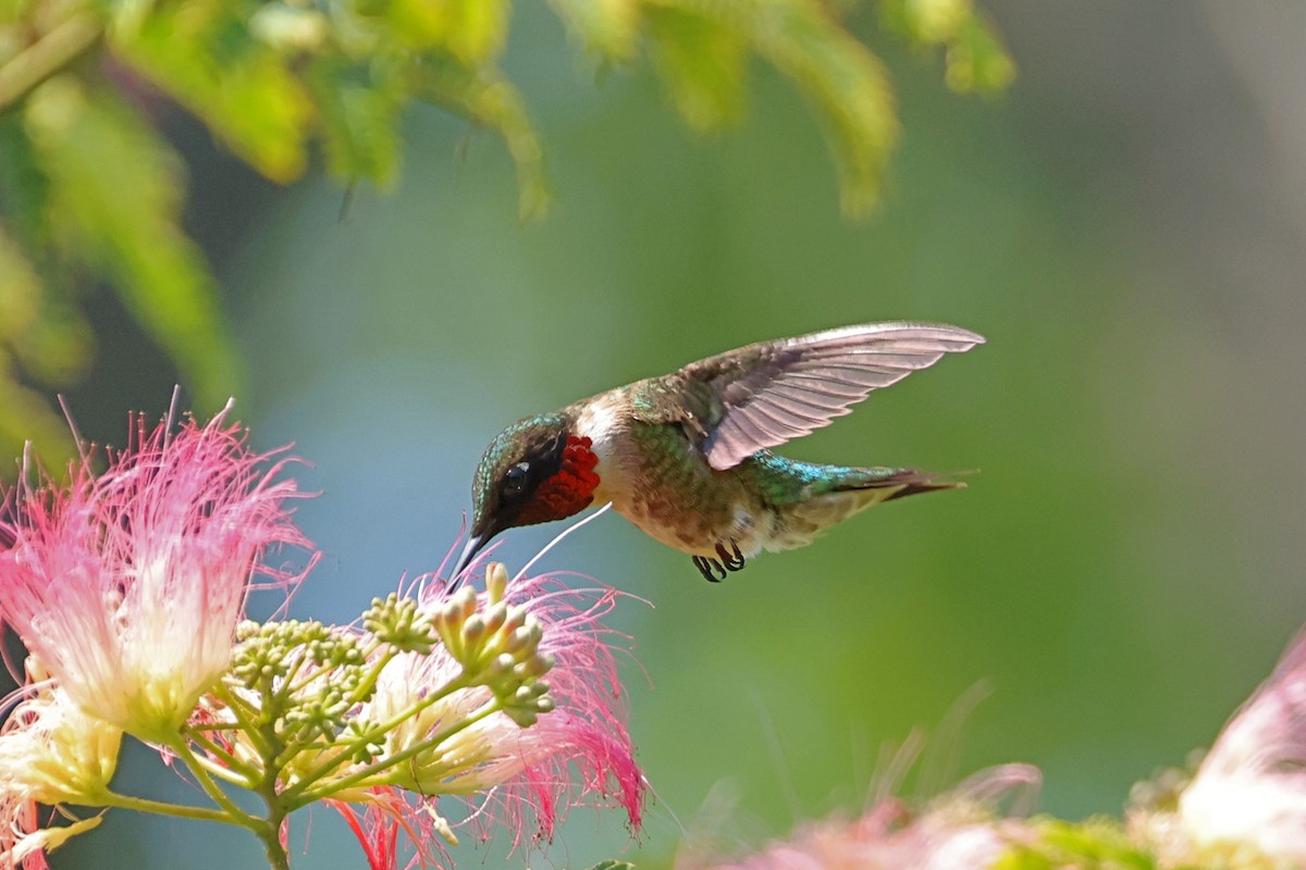 Ruby-throated Hummingbird - ML621220317