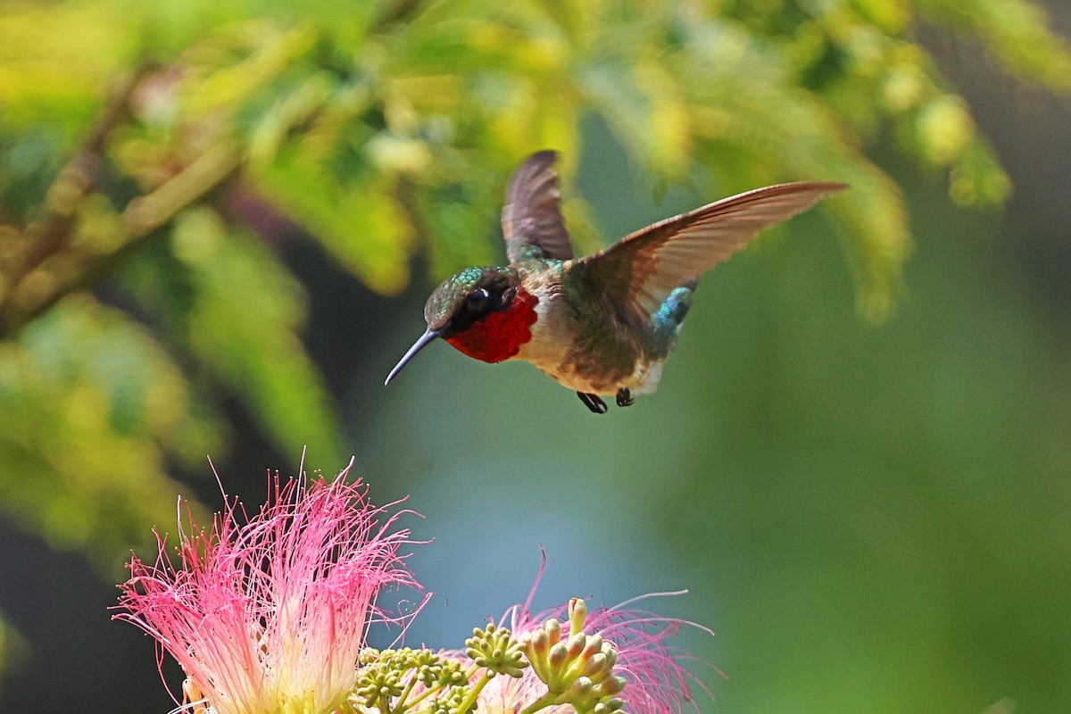 Ruby-throated Hummingbird - ML621220318