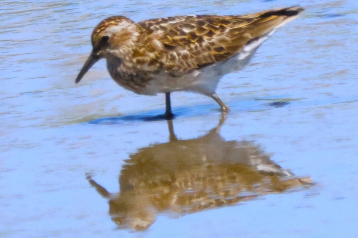 Least Sandpiper - ML621220323