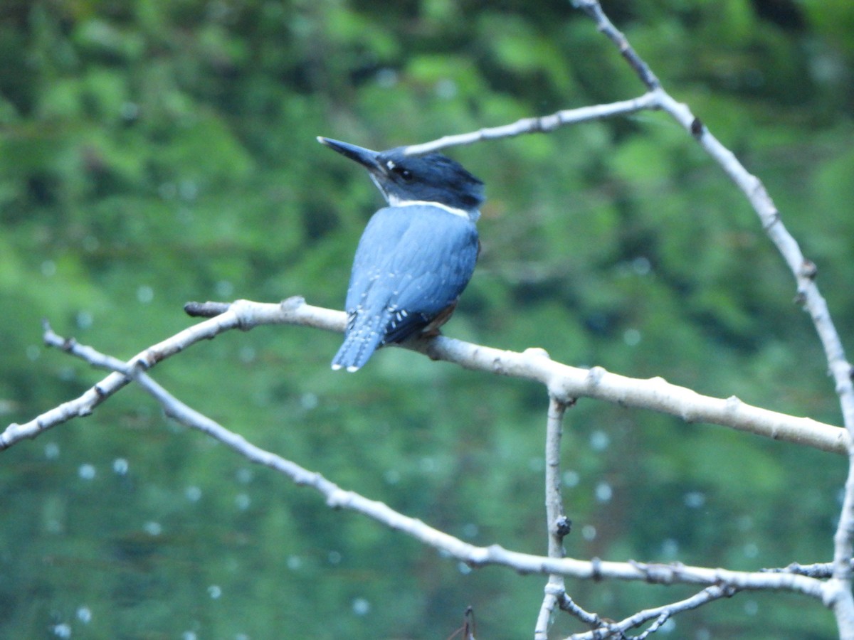 Belted Kingfisher - ML621220346