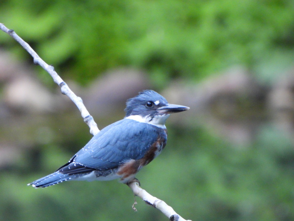 Belted Kingfisher - ML621220347