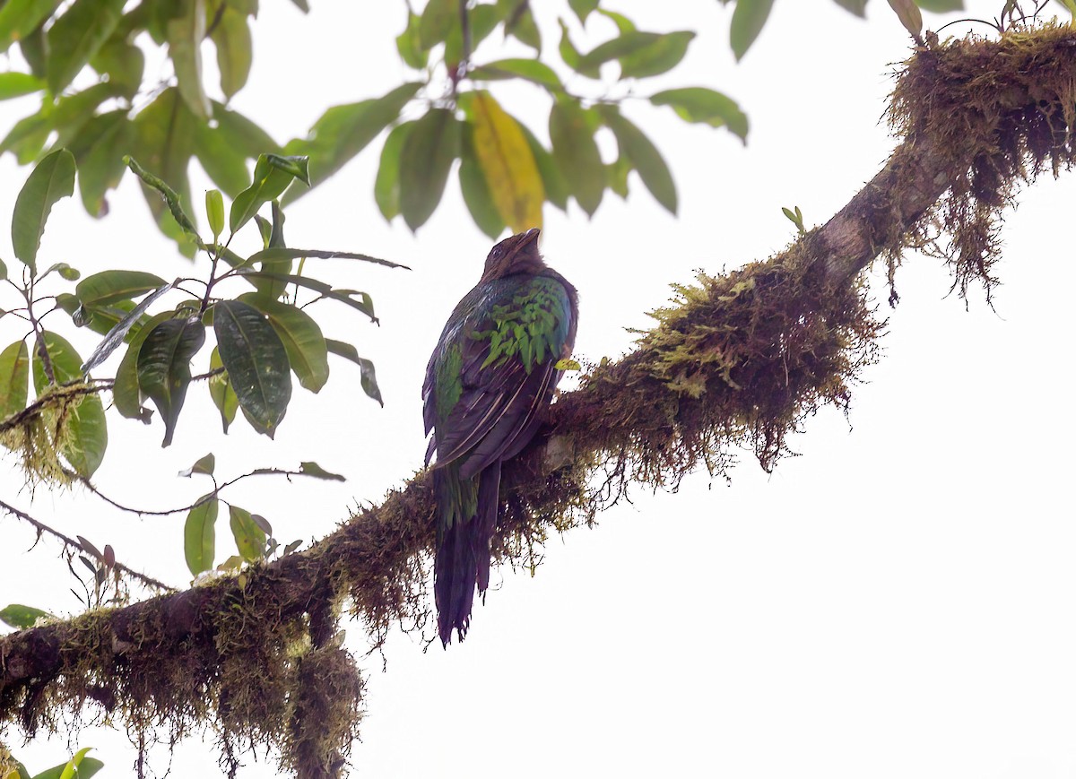 Quetzal Cabecidorado - ML621220358