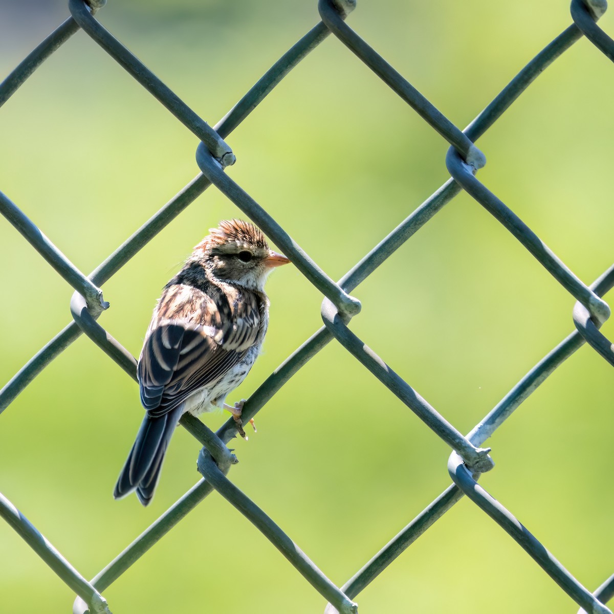 Chipping Sparrow - ML621220391