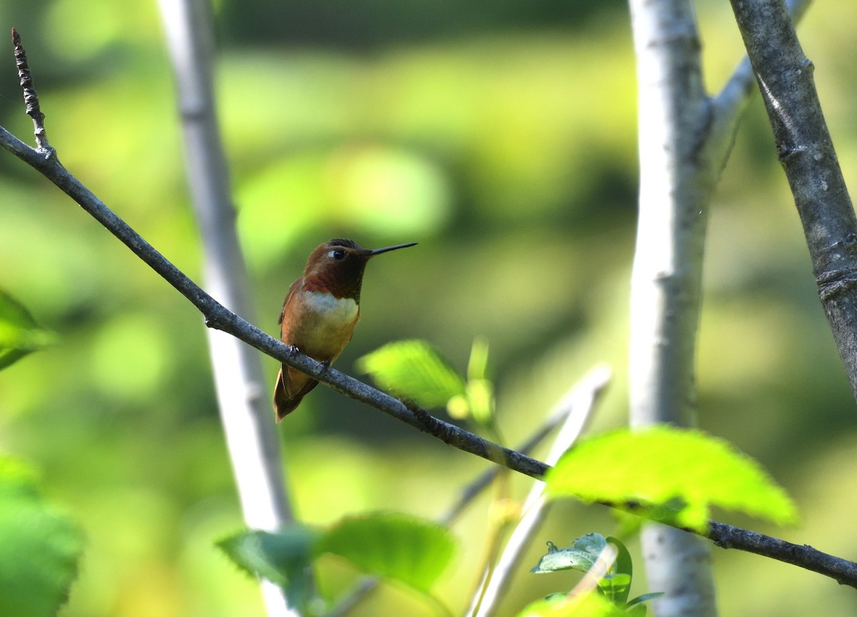 Rufous Hummingbird - ML621220394